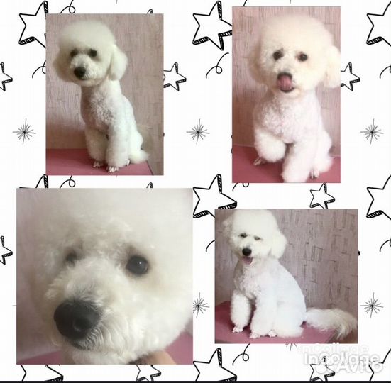 Стрижка кошек. Стрижка собак. Экспресс линька