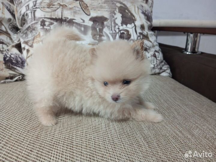 Малышки Немецкий малый шпиц