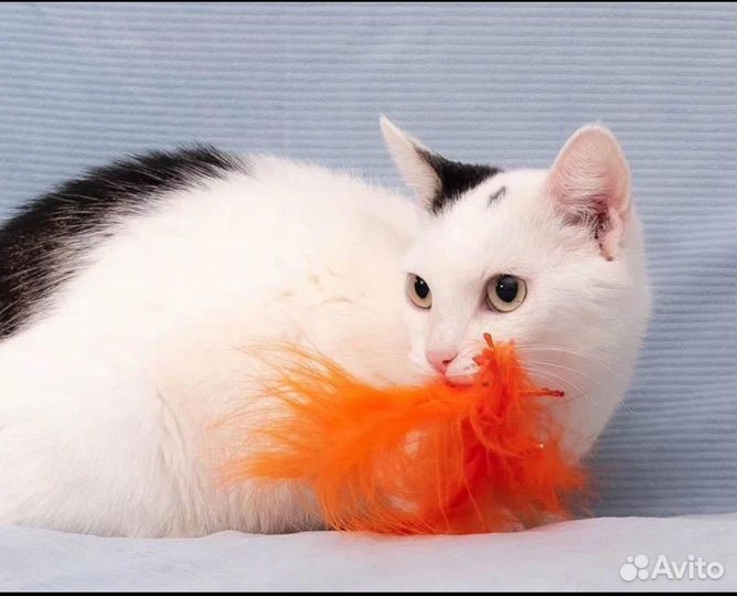 Кошечка Маруся