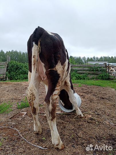 Корова телка