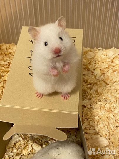 Передержка животных