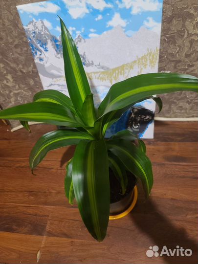 Горшочные цветы