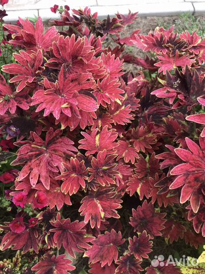 Колеусы на выбор