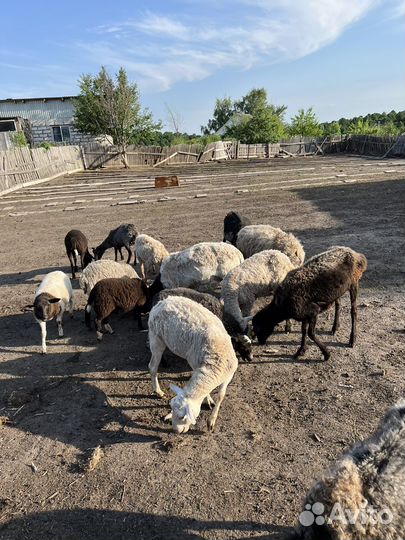 Продам овец,дорпер,романовская