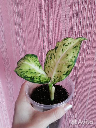 Диффенбахия эми