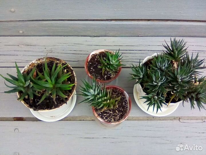 Комнатные растения