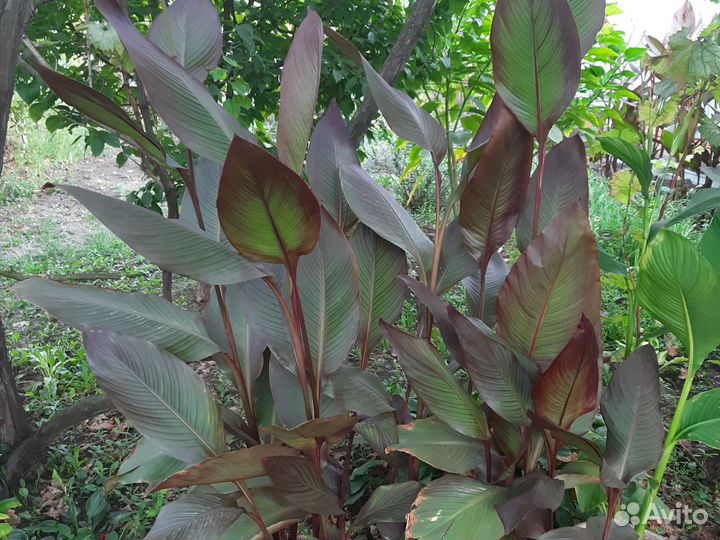 Семена канны