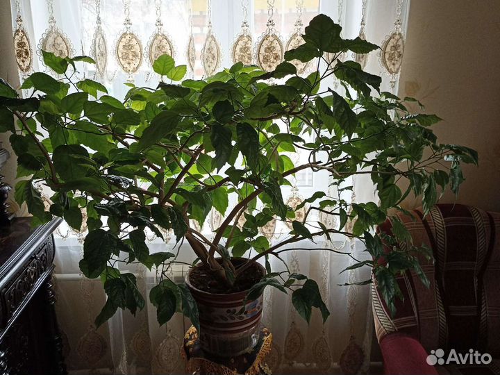 Комнатная роза