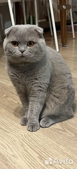Кот для вязки, Шотландец