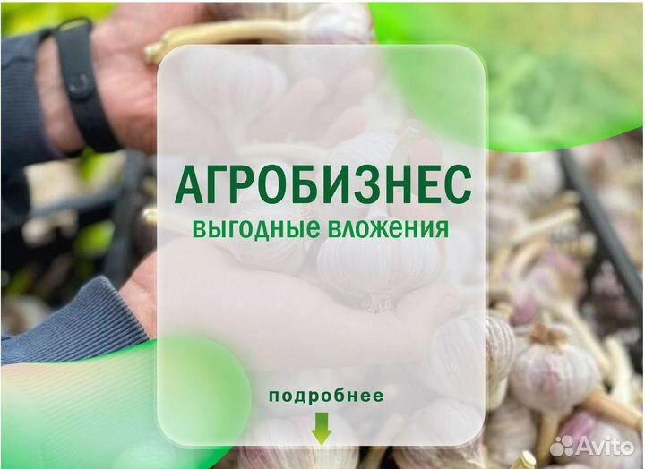 Ищу партнера в агробизнес