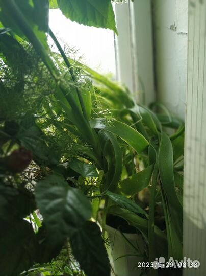 Индийский лук или драконово яблоко и др