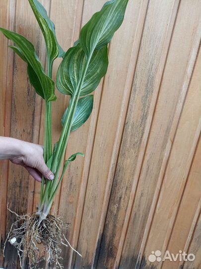 Хоста коллекционная страйк