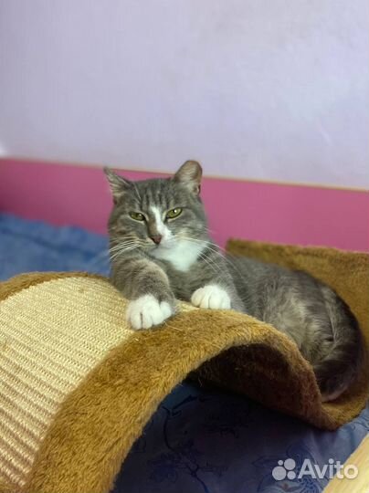 Очень уютная кошка. 8 лет. Кастрирована и привита
