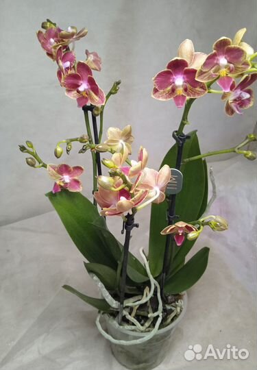 Орхидея фаленопсис сортовые