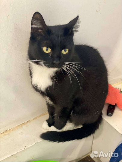 Кошечка Зося