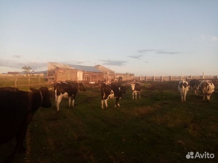 Коровы быки телки