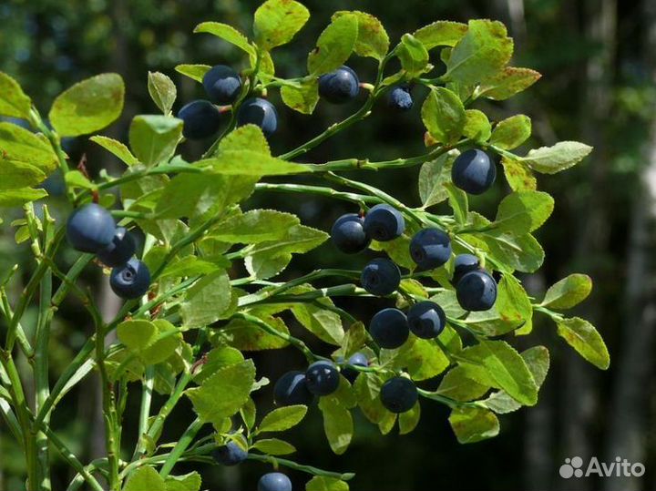 Черника лесная свежая