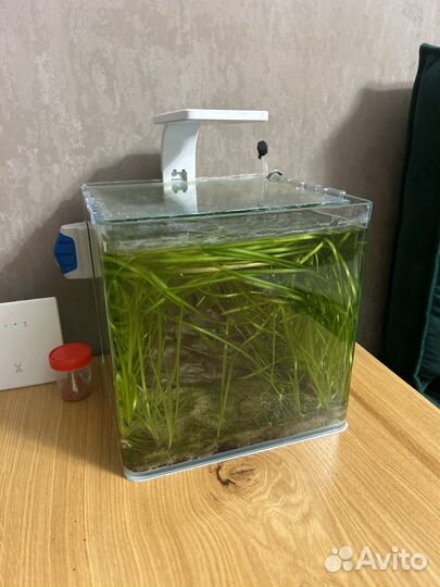 Аквариум с креветками блю дрим и оборудованием