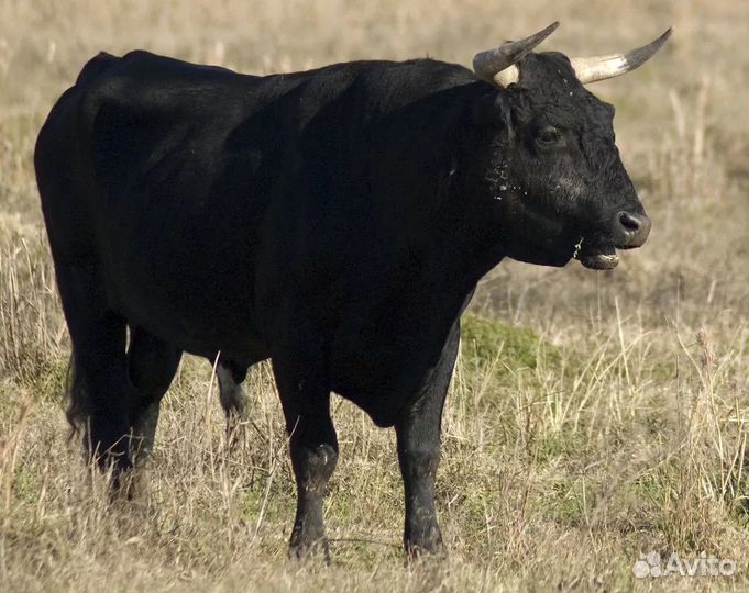 Коровы быки Телки Вынужденный забой