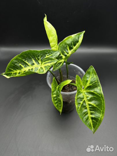 Сингониум панда