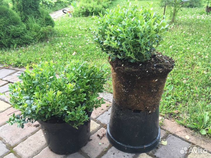 Брусника садовая сажецы брусники