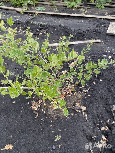 Крыжовник бесшипный