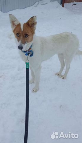 Стерилизованная молодая собачка, метис