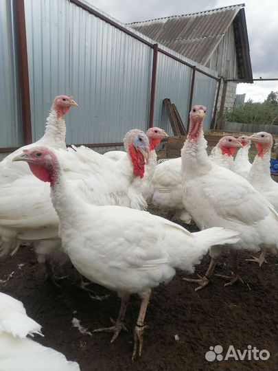 Индюки, индюшата белая широкогрудая
