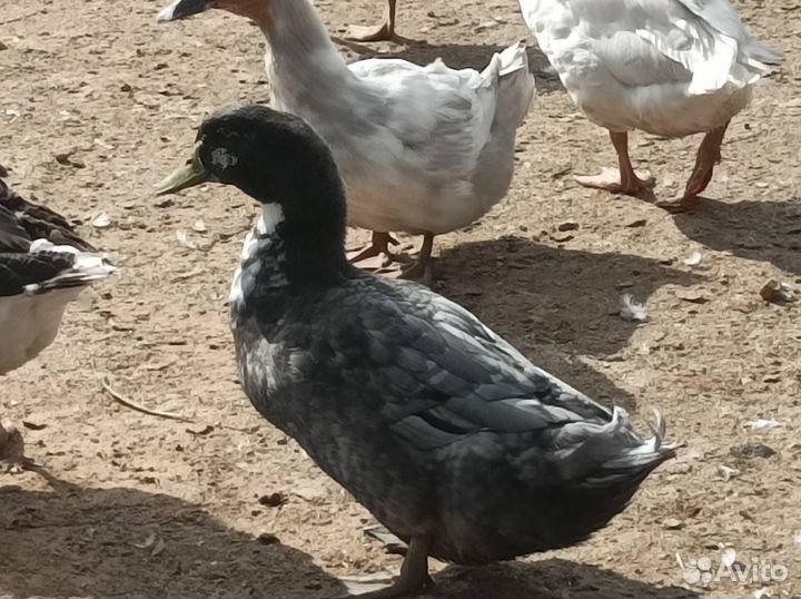 Гуси, утки, Мясо бройлера и кролика, яйцо