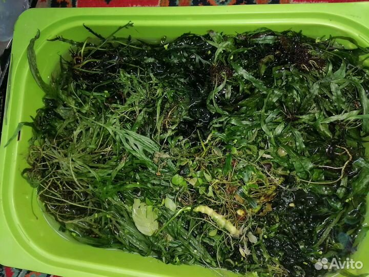 Папоротник