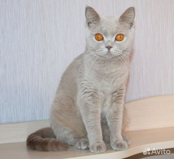 Британская кошечка