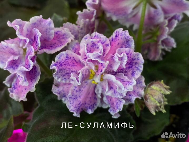 Фиалки набор 