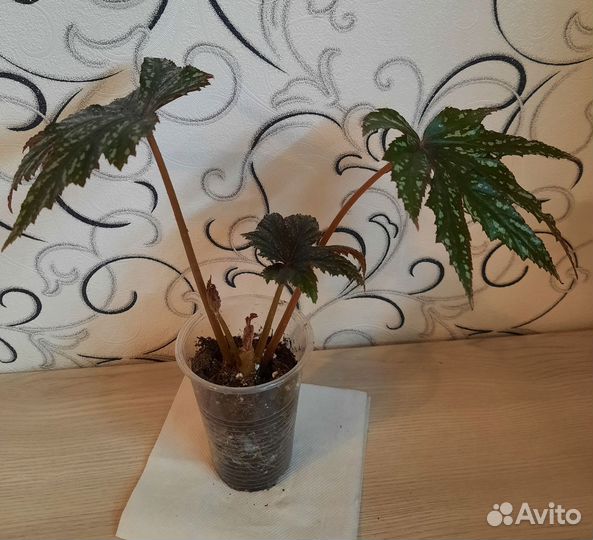 Бегония Грифон