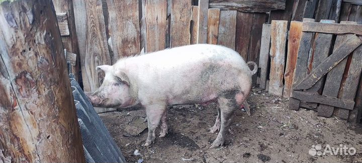 Поросенок ландрас Дюрок