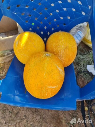 Дыня сорт рыжик