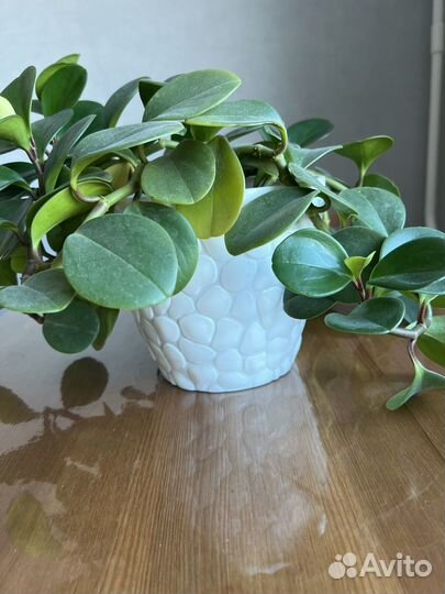 Пеперомия цветок