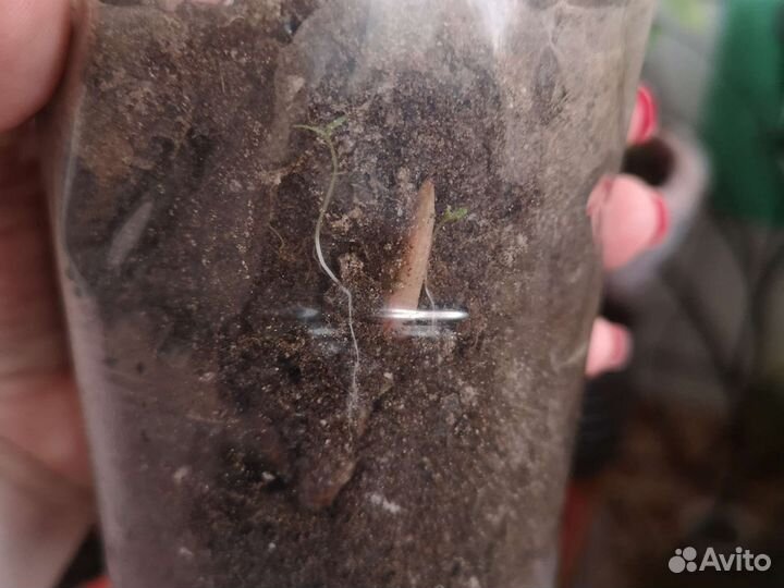 Отростки пиона