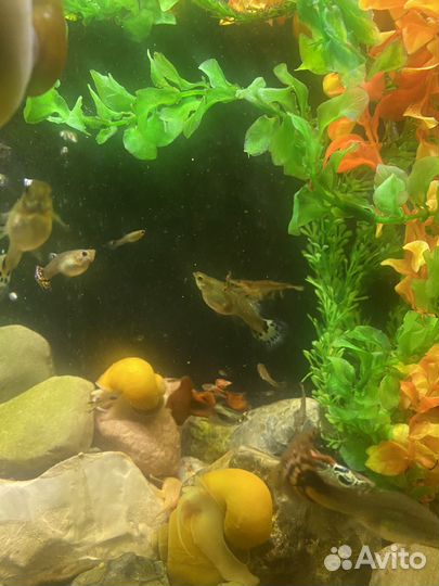 Аквариумные рыбки гуппи