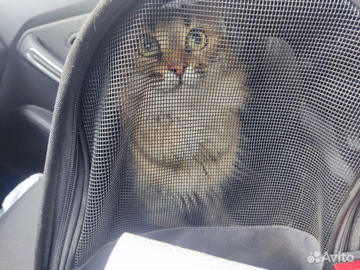 Ласковая Мия в хорошие руки, 3 года