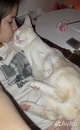 Передержка