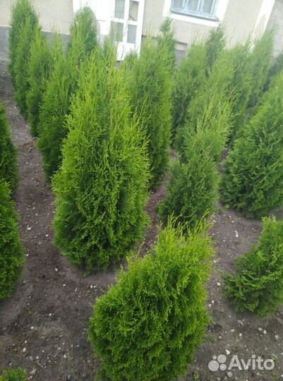 Туи с доставкой