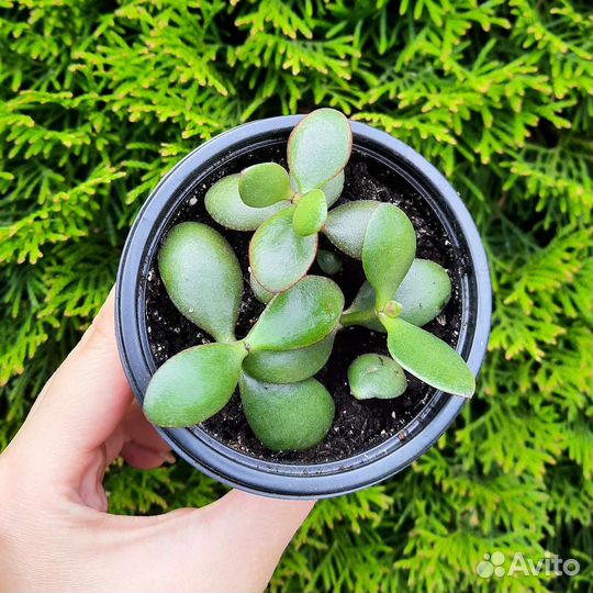 Толстянка (денежное дерево)