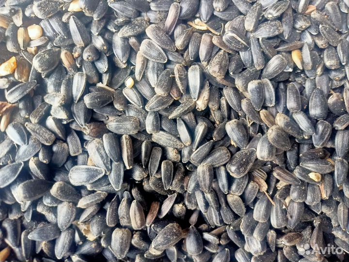 Подсолнечник