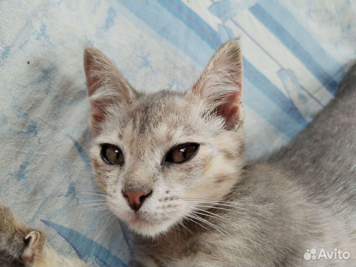 Кошки в добрые руки бесплатно