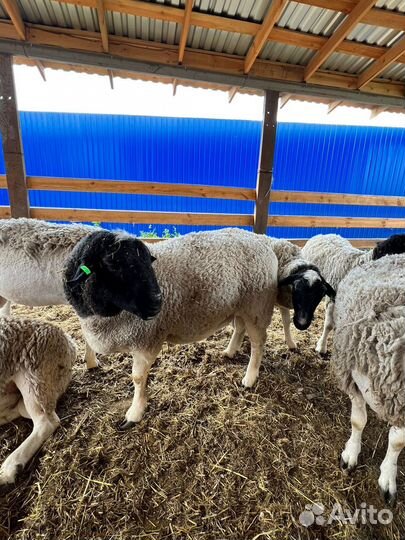 Баран на племя