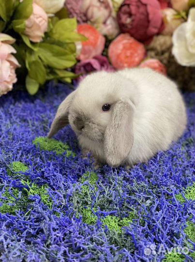 Кролик минилоп