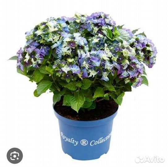 Гортензия Lady Mata Hari