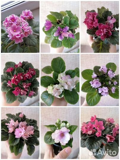 Комнатные растения, комнатные цветы