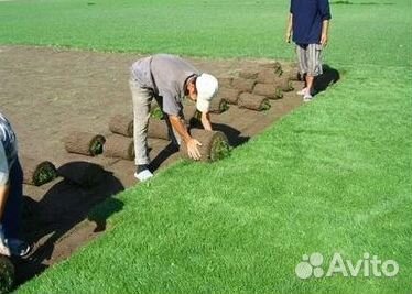 Укладка газона