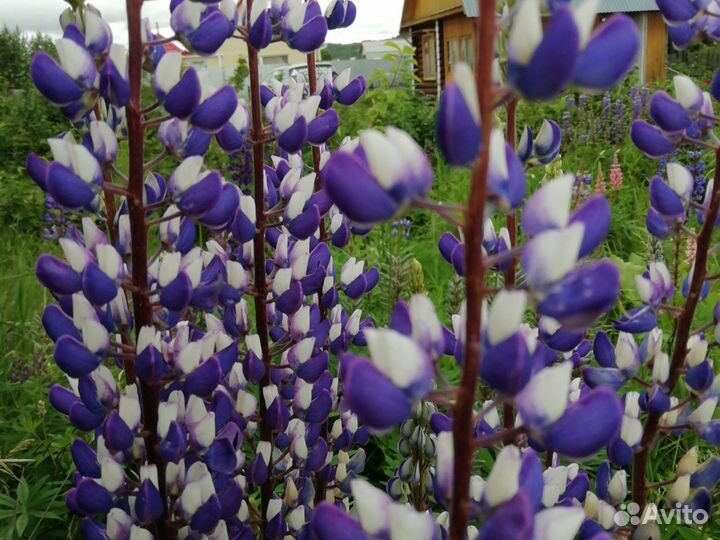 Многолетние цветы